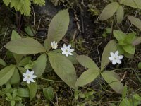 Trientalis europaea 37, Zevenster, Saxifraga-Willem van Kruijsbergen