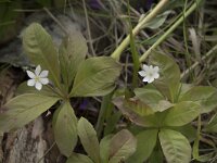 Trientalis europaea 38, Zevenster, Saxifraga-Willem van Kruijsbergen