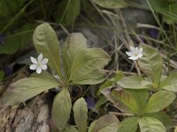 Trientalis europaea 39, Zevenster, Saxifraga-Willem van Kruijsbergen