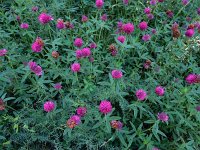 Trifolium alpestre 15, Saxifraga-Ed Stikvoort