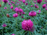 Trifolium alpestre 18, Saxifraga-Ed Stikvoort