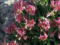 Trifolium alpinum 27, Saxifraga-Jan van der Straaten