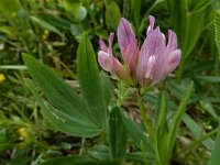 Trifolium alpinum 29, Saxifraga-Ed Stikvoort : Pierre de Haute s9900