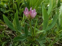 Trifolium alpinum 30, Saxifraga-Ed Stikvoort : Pierre de Haute s9900