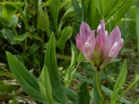 Trifolium alpinum 31, Saxifraga-Ed Stikvoort : Pierre de Haute s9900