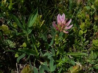Trifolium alpinum 32, Saxifraga-Ed Stikvoort : Notre Dame de l'Hermitage Pierre-sur-Haute Vallée de Fossat s990
