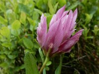 Trifolium alpinum 33, Saxifraga-Ed Stikvoort : Pierre de Haute s9900
