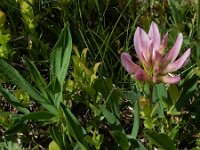 Trifolium alpinum 34, Saxifraga-Ed Stikvoort : Notre Dame de l'Hermitage Pierre-sur-Haute Vallée de Fossat s990