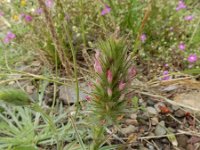 Trifolium angustifolium 12, Smalbladklaver, Saxifraga-Ed Stikvoort