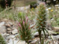 Trifolium angustifolium 13, Smalbladklaver, Saxifraga-Ed Stikvoort