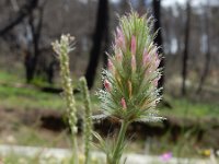 Trifolium angustifolium 14, Smalbladklaver, Saxifraga-Ed Stikvoort