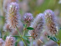 Trifolium arvense 43, Hazenpootje, Saxifraga-Tom Heijnen