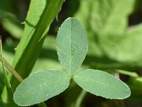 Trifolium badium 17, Saxifraga-Sonja Bouwman  Brown clover - Trifolium badium - Fabaceae familie