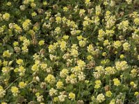 Trifolium campestre 33, Liggende klaver, Saxifraga-Willem van Kruijsbergen