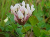 Trifolium clypeatum