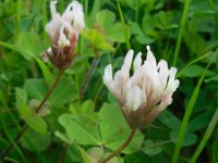 Trifolium clypeatum 2, Saxifraga-Ed Stikvoort