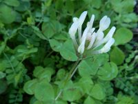 Trifolium clypeatum 3, Saxifraga-Ed Stikvoort