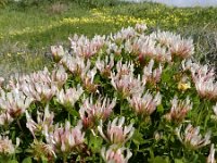 Trifolium clypeatum 4, Saxifraga-Ed Stikvoort