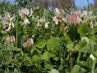 Trifolium clypeatum 6, Saxifraga-Ed Stikvoort