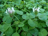 Trifolium clypeatum 7, Saxifraga-Ed Stikvoort