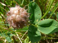 Trifolium fragiferum 41, Aardbeiklaver, Saxifraga-Hans Grotenhuis