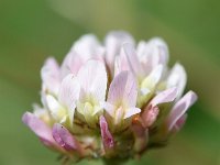 Trifolium fragiferum 44, Aardbeiklaver, Saxifraga-Sonja Bouwman  752. Aardbeiklaver - Trifolium fragiferum - Fabaceae familie (i) Bossenwaard (IJsselstein), Kwade Hoek (Goedereede)