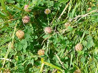 Trifolium fragiferum 46, Aardbeiklaver, Saxifraga-Hans Grotenhuis