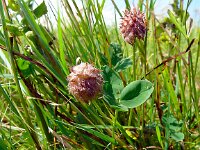 Trifolium fragiferum 47, Aardbeiklaver, Saxifraga-Hans Grotenhuis