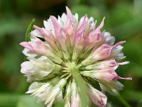 Trifolium hybridum 26, Basterdklaver, Saxifraga-Sonja Bouwman