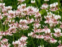 Trifolium hybridum 27, Basterdklaver, Saxifraga-Bart Vastenhouw