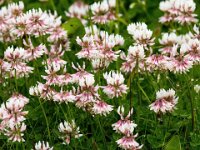 Trifolium hybridum 28, Basterdklaver, Saxifraga-Bart Vastenhouw