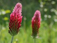 Trifolium incarnatum 22, Inkarnaatklaver, Saxifraga-Tom Heijnen