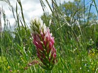 Trifolium incarnatum 26, Inkarnaatklaver, Saxifraga-Hans Grotenhuis