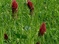 Trifolium incarnatum 27, Inkarnaatklaver, Saxifraga-Hans Grotenhuis