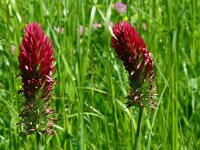 Trifolium incarnatum 29, Inkarnaatklaver, Saxifraga-Hans Grotenhuis