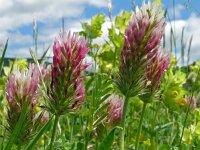 Trifolium incarnatum 30, Inkarnaatklaver, Saxifraga-Hans Grotenhuis