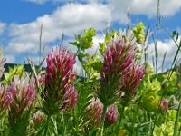 Trifolium incarnatum 31, Inkarnaatklaver, Saxifraga-Hans Grotenhuis