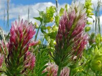 Trifolium incarnatum 32, Inkarnaatklaver, Saxifraga-Hans Grotenhuis