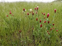 Trifolium incarnatum 33, Inkarnaatklaver, Saxifraga-Ed Stikvoort