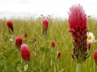 Trifolium incarnatum 34, Inkarnaatklaver, Saxifraga-Ed Stikvoort