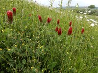 Trifolium incarnatum 35, Inkarnaatklaver, Saxifraga-Ed Stikvoort