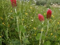 Trifolium incarnatum 36, Inkarnaatklaver, Saxifraga-Ed Stikvoort