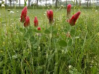 Trifolium incarnatum 37, Inkarnaatklaver, Saxifraga-Ed Stikvoort
