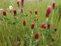 Trifolium incarnatum 38, Inkarnaatklaver, Saxifraga-Ed Stikvoort