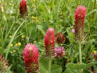 Trifolium incarnatum 39, Inkarnaatklaver, Saxifraga-Ed Stikvoort