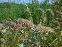 Trifolium incarnatum 40, Inkarnaatklaver, Saxifraga-Ed Stikvoort