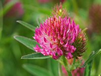 Trifolium medium 26, Bochtige klaver, Saxifraga-Hans Dekker