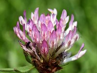 Trifolium medium 27, Bochtige klaver, Saxifraga-Sonja Bouwman  745. Bochtige klaver - Trifolium medium - Fabaceae familie (i) Havelterberg, Lauwersoog