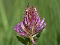 Trifolium medium 29, Bochtige klaver, Saxifraga-Sonja Bouwman  745. Bochtige klaver - Trifolium medium - Fabaceae familie (i)