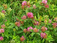 Trifolium medium 31, Bochtige klaver, Saxifraga-Hans Grotenhuis